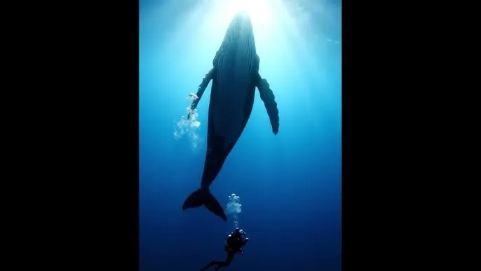 童时爱上你 - 深蓝星球：探索海洋深处的未知世界
